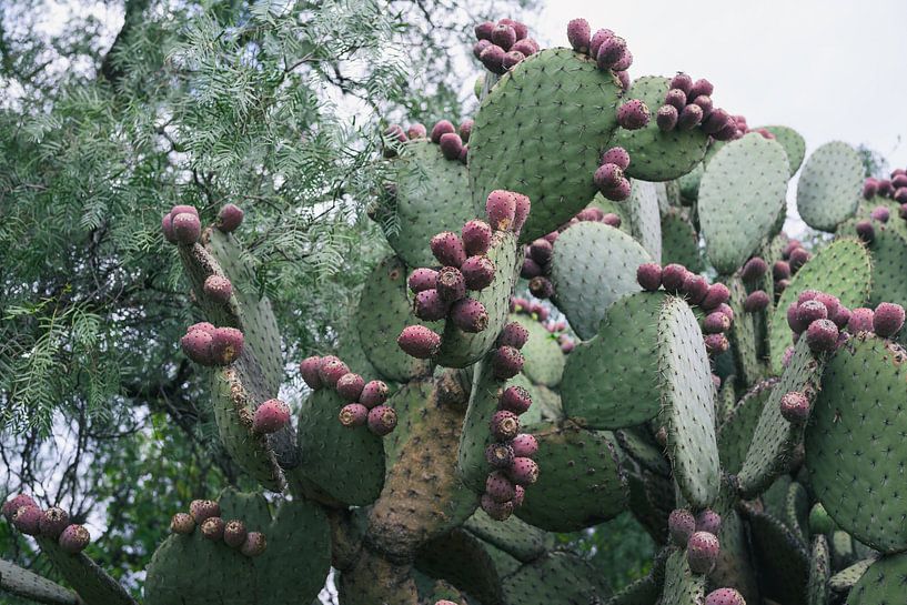 Prickly pear by Luis Emilio Villegas Amador