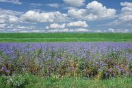 Büschelschön resp.Phacelia tanacetifolia,Rijnland,Duitsland van Peter Eckert thumbnail