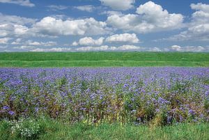 Büschelschön resp.Phacelia tanacetifolia,Rheinland,Deutschland
