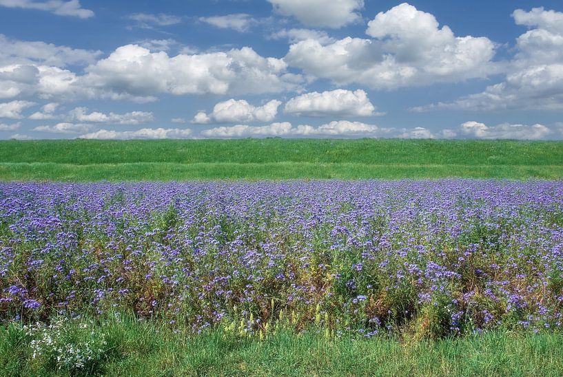 Büschelschön resp.Phacelia tanacetifolia,Rijnland,Duitsland van Peter Eckert