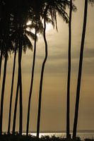 Palm trees in silhouette