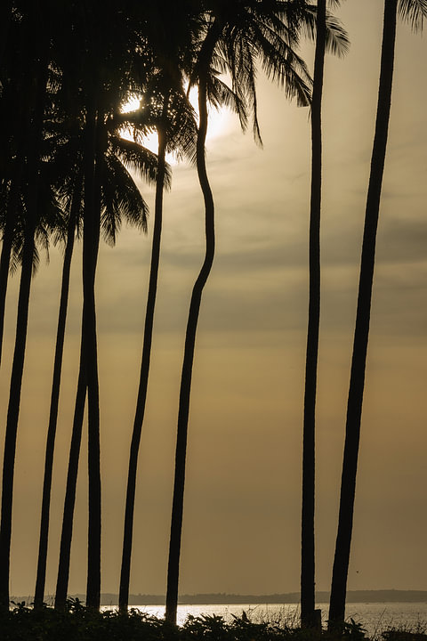 Palmbomen in silhouet van <span class="secondary-font">Dirk Verwoerd</span>