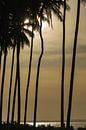 Palmbomen in silhouet van Dirk Verwoerd thumbnail
