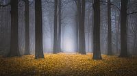 Sprookjesachtig bos van Niels Barto thumbnail