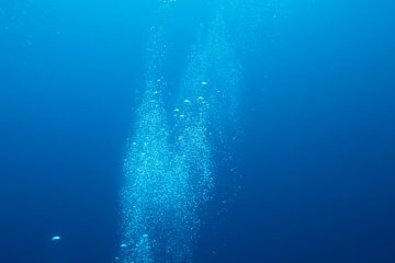 Luchtbellen onderwater van Vanessa Devolder
