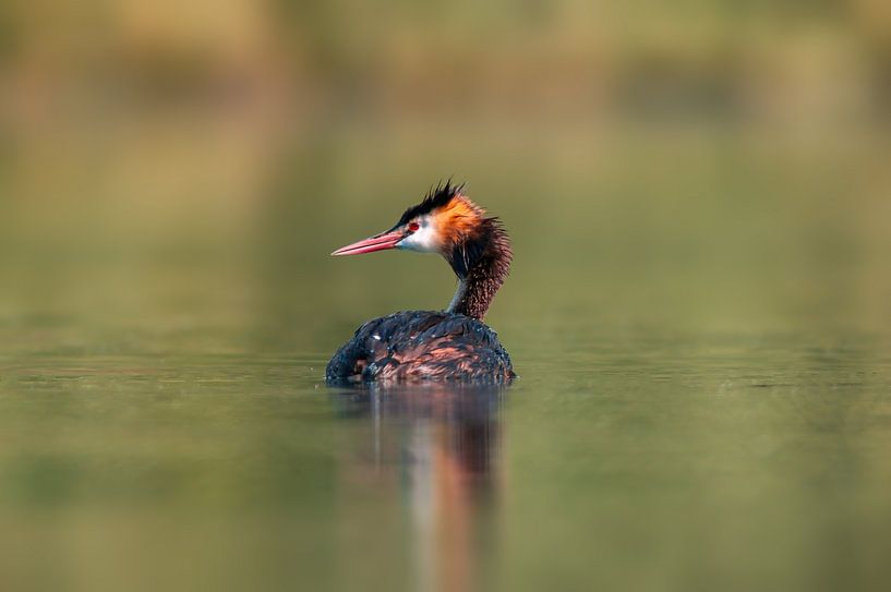 volwassen fuut zwemt in een vijver van Mario Plechaty Photography
