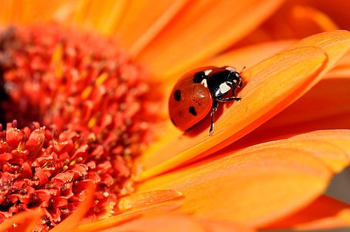 Ladybug on a sunny  flower