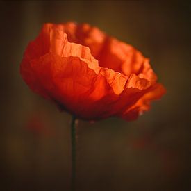 Poppy 11 by patrick verweire