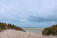 Texel, Dünen, Wind, Natur, Strand