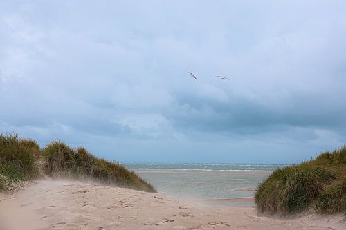 Texel, Dunes, wind, nature, beach