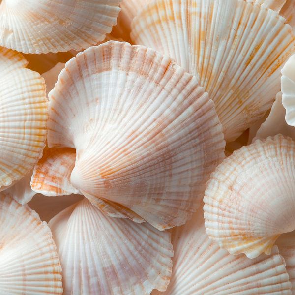 Shells in soft colours by Poster Art Shop