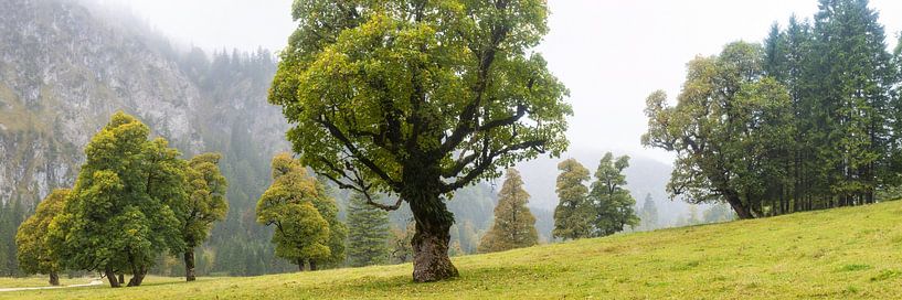 Maple trees by Walter G. Allgöwer