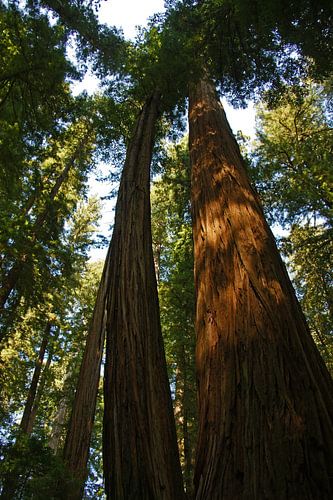 Redwoods Californie