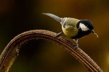 Kohlmeise auf Sonnenblume von Danny Slijfer Natuurfotografie