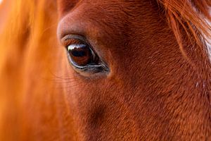 Horse portrait by VIDEOMUNDUM