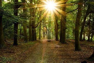 zonnestralen schijnen door de bomen in het bos in de vroege ochtend in de Kaapse Bossen bij Doorn van Robin Verhoef