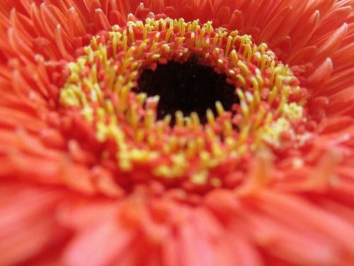 gerbera Orange