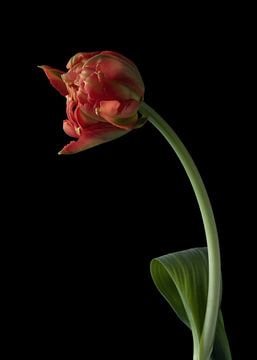 Tulip on black background by Carine Belzon