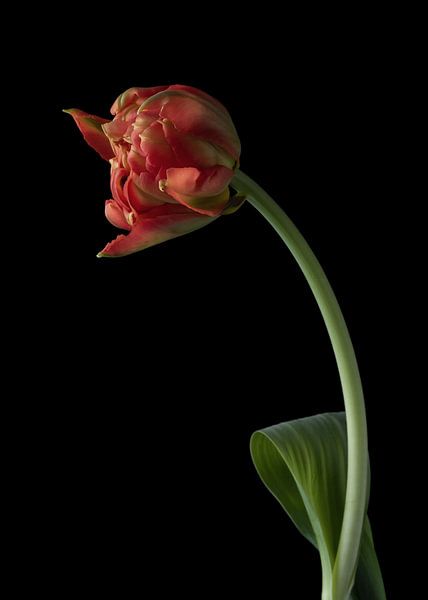 Tulp op zwart van Carine Belzon