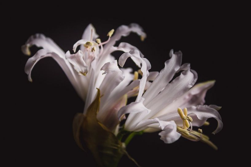 Dicht beieinander von Sandra Hazes