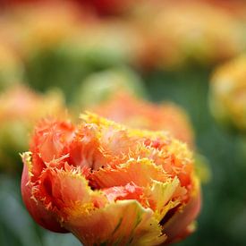 Orange tulip by Alyssa van Niekerk