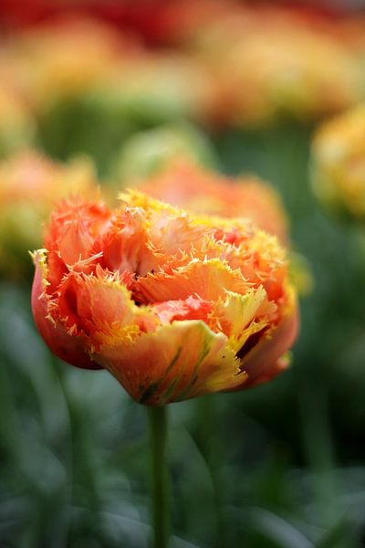 Orangefarbene Tulpe von Alyssa van Niekerk