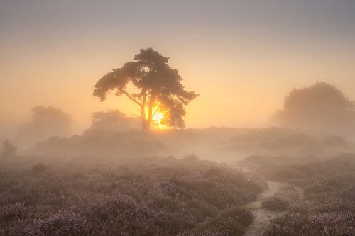 Path to the lone tree at sunrise on the flowering heathland