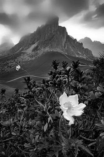 Alpine flower in the Dolomites in black and white