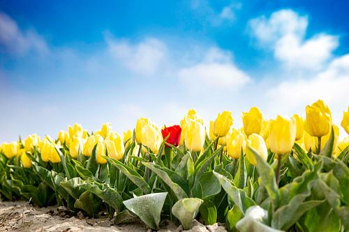 Dare to be different