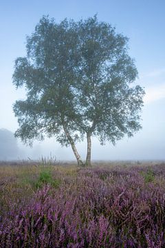 Ein einsamer Baum im Nebel auf einem Meer aus Lila