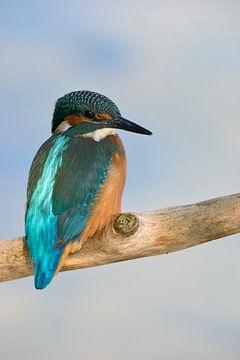 Kingfisher (Alcedo atthis) kijkend over de schouder, achteraanzicht van vliegende edelsteen, wild, E