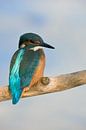 Kingfisher (Alcedo atthis) kijkend over de schouder, achteraanzicht van vliegende edelsteen, wild, E van wunderbare Erde thumbnail