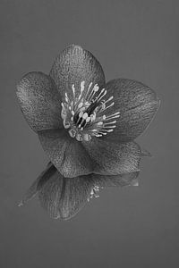 Paix et simplicité en noir - blanc et gris : Nature morte aux fleurs : l'hellébore sur Marjolijn van den Berg
