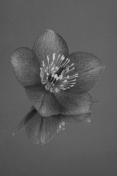 Peace and simplicity in black - white and grey: Still life with flowers: the Helleborus