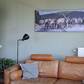 Klantfoto: Rendieren in Zweden van Marcel Kerdijk, als art frame