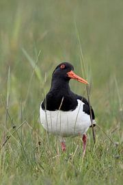Oystercatcher ( Haematopus ostralegus ) in typical surrounding of a wet, extensive meadow, watching  by wunderbare Erde