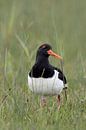 Austernfischer ( Haematopus ostralegus ) in typischer Umgebung einer nassfeuchten Wiese, wildlife, E von wunderbare Erde Miniaturansicht