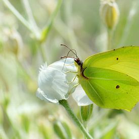 Citroenvlinder in de tuin van Violetta Honkisz