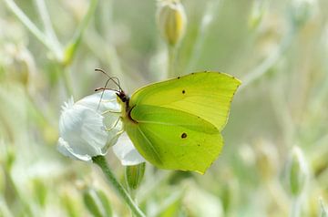 Citroenvlinder in de tuin van Violetta Honkisz