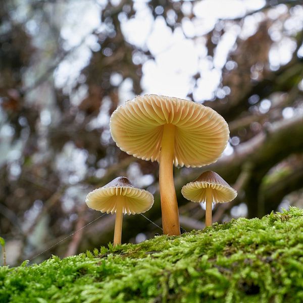 Helmlinge auf einem toten Baumstamm im Wald von Heiko Kueverling