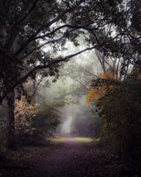 Misty autumn morning