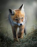 Jonge Vos op avontuur!