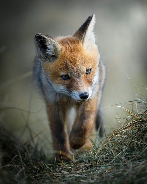 On an adventure! by Tom Zwerver