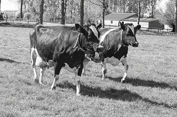 Twee koeien in de wei zwart/wit