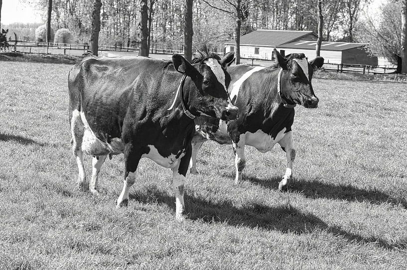 Zwei Kühe auf der Wiese schwarz und weiß von Elbertsen Fotografie