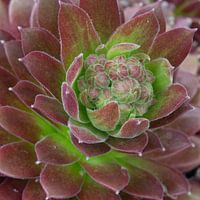 Sempervivum vetplant met knoppen