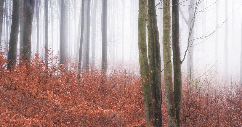 Letztes Herbstlaub im Winterwald von Tobias Luxberg