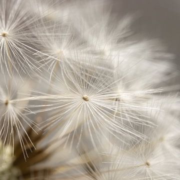 Natürliche Einfachheit: Flaum auf einem Flaumball einer Pusteblume von Marjolijn van den Berg