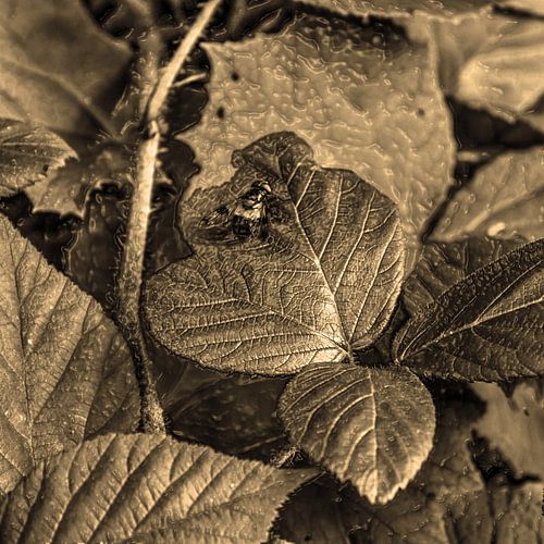 Digital Art Medium Bloemen Planten Sepia