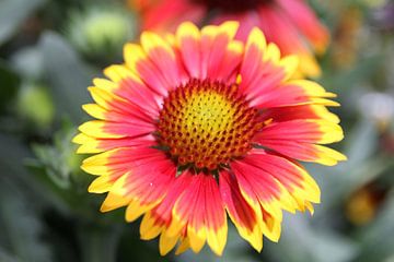 The Yellow/Red Flower